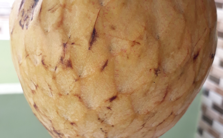 القشطه الجرافيولا من انجح الزراعات الاستوائيه سريعه النمو تشبه الى حد كبير القشطه عبد الرازق