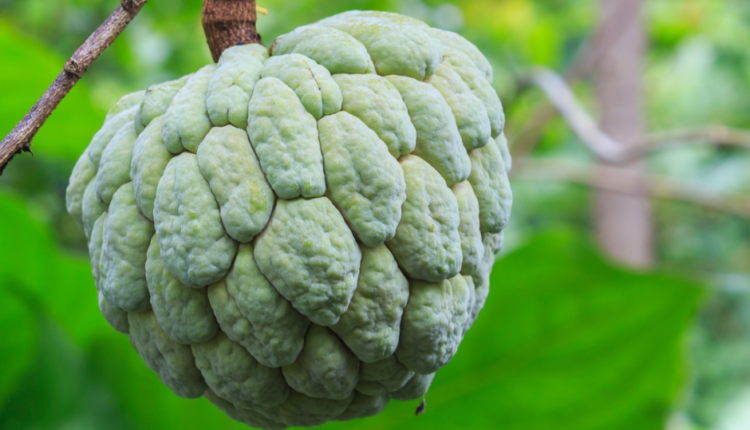 Prices of fruit seedlings in Egypt