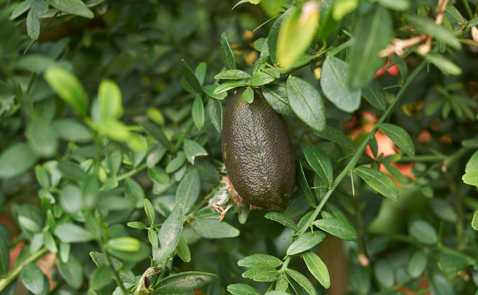 ليمون الكافيار