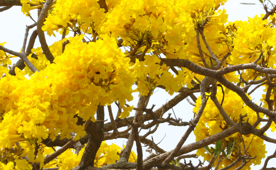 تابو يا صفراء