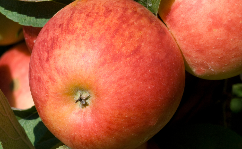 شتلات تفاح احمر