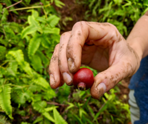 الجوافة : - الاسم العلمي : Psidium guajava . - الموطن الاصلي : الموطن الاصلي لها هو امريكا الاستوائية ما بين دولتي "بيرو والميكسيك " ثم انتشرت لمختلف بلدان العالم . - البيئة الملائمة للزراعة : تزرع الجوافة في مناطق المناخ المعتدل و المناطق الحارة. - فصل بداية الإزهار : تبدأ في الازهار في منتصف " ايريل " وتنضج ثمارها خلال اغسطس وسبتمبر " جوافه صيفية " في شهر " يونيو " وتنضج ثمارها في نوفمبر وتمسى "بالجوافة الشتـــــــــوية " 