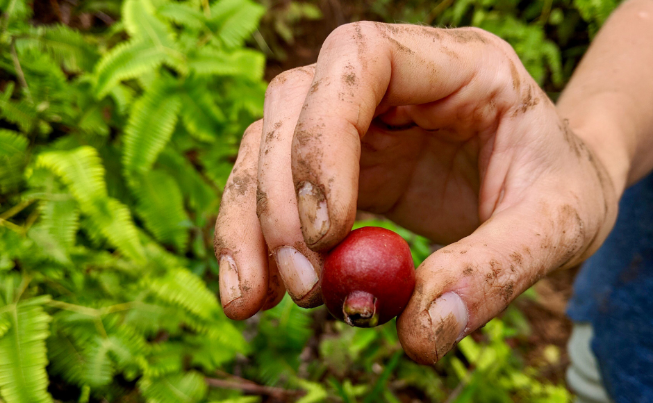 الجوافة : - الاسم العلمي : Psidium guajava . - الموطن الاصلي : الموطن الاصلي لها هو امريكا الاستوائية ما بين دولتي "بيرو والميكسيك " ثم انتشرت لمختلف بلدان العالم . - البيئة الملائمة للزراعة : تزرع الجوافة في مناطق المناخ المعتدل و المناطق الحارة. - فصل بداية الإزهار : تبدأ في الازهار في منتصف " ايريل " وتنضج ثمارها خلال اغسطس وسبتمبر " جوافه صيفية " في شهر " يونيو " وتنضج ثمارها في نوفمبر وتمسى "بالجوافة الشتـــــــــوية "