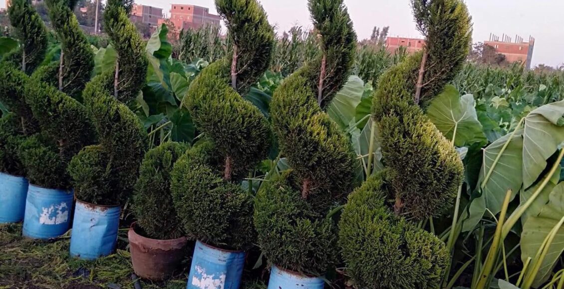 من افضل اشجار الزينه صاحبه اللون الذهبي والرائحه الليمونه النفاذه يمكن تشكيله لعده على شكل هرمي يعطي سم تريه ومن افضل واقوى اشجار الزينه