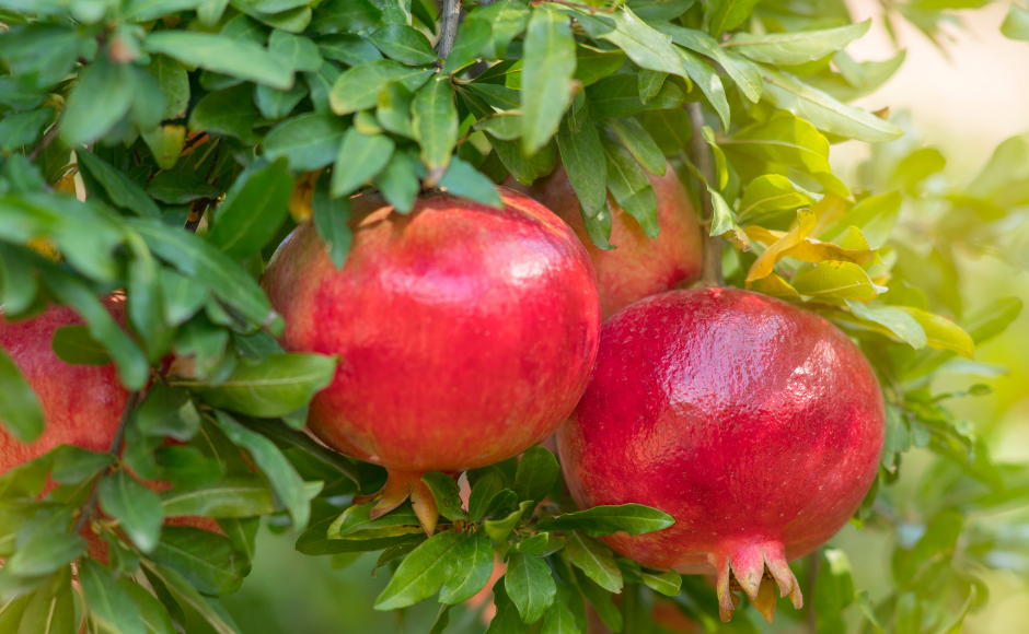 شتلات رمان مثمرة