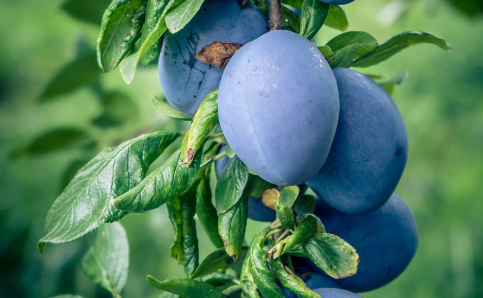 شتلات برقوق مثمرة