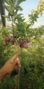 شتلات برقوق مثمرة