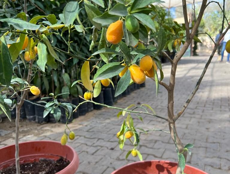 الكيمكواه الصيني