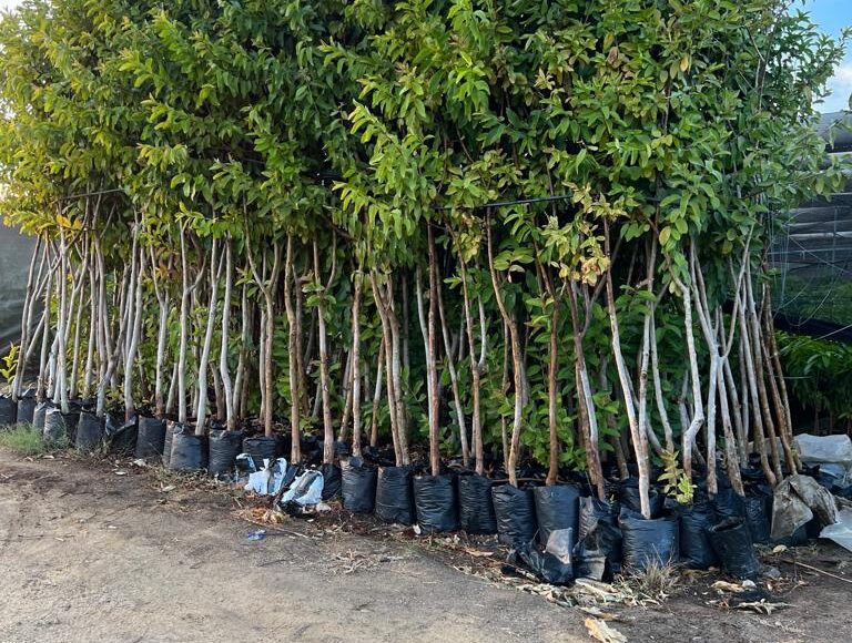 أشهر المشاتل في مصر