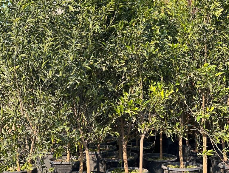 تعتبر الموالح من زراعات المستقبل