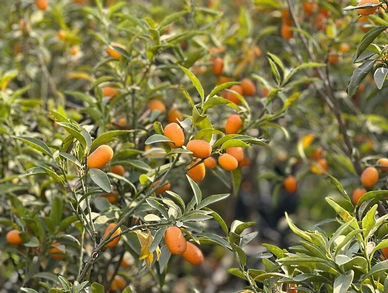 شتلات الكمكوات