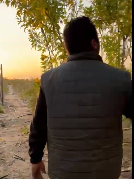 تيكوما صفرا