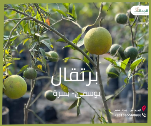 موالح